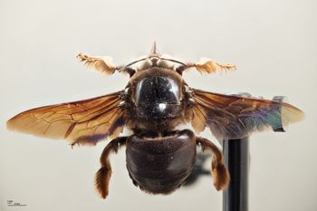 Media type: image;   Entomology 592558 Aspect: habitus dorsal view
